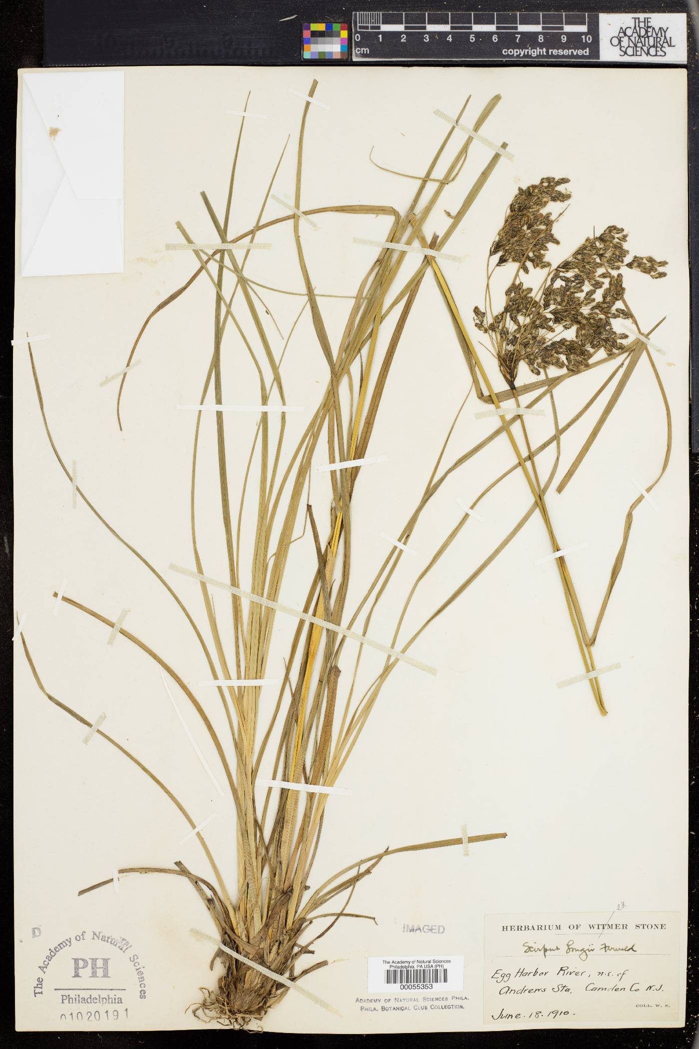Scirpus longii image