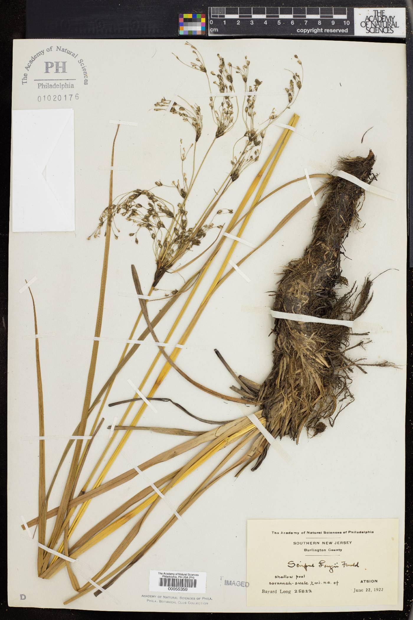 Scirpus longii image