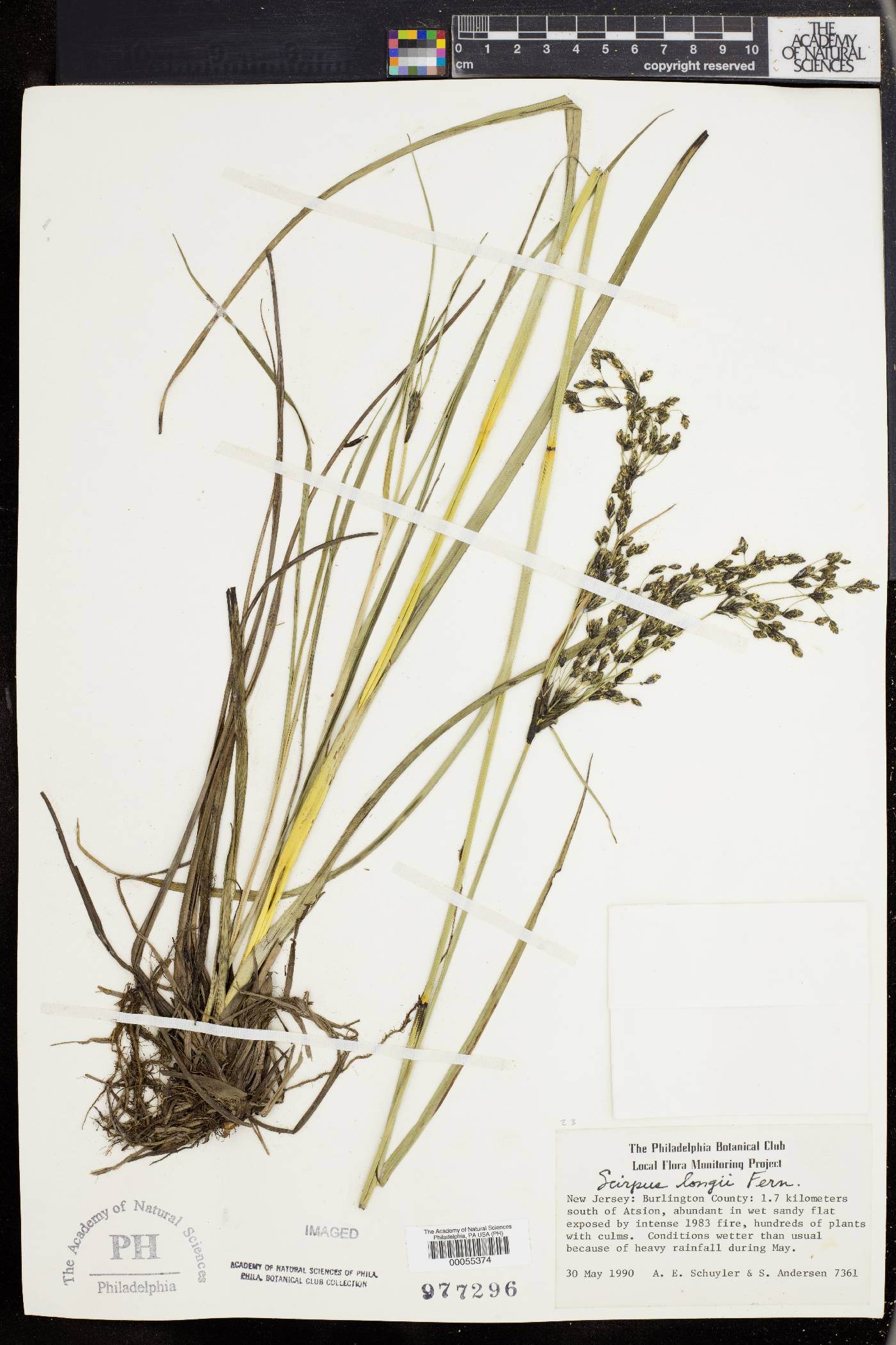 Scirpus longii image
