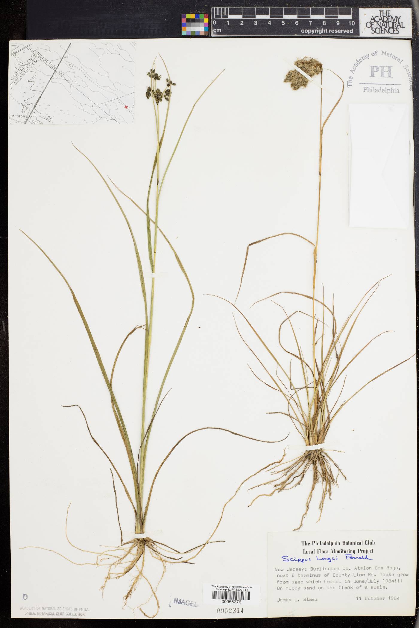 Scirpus longii image