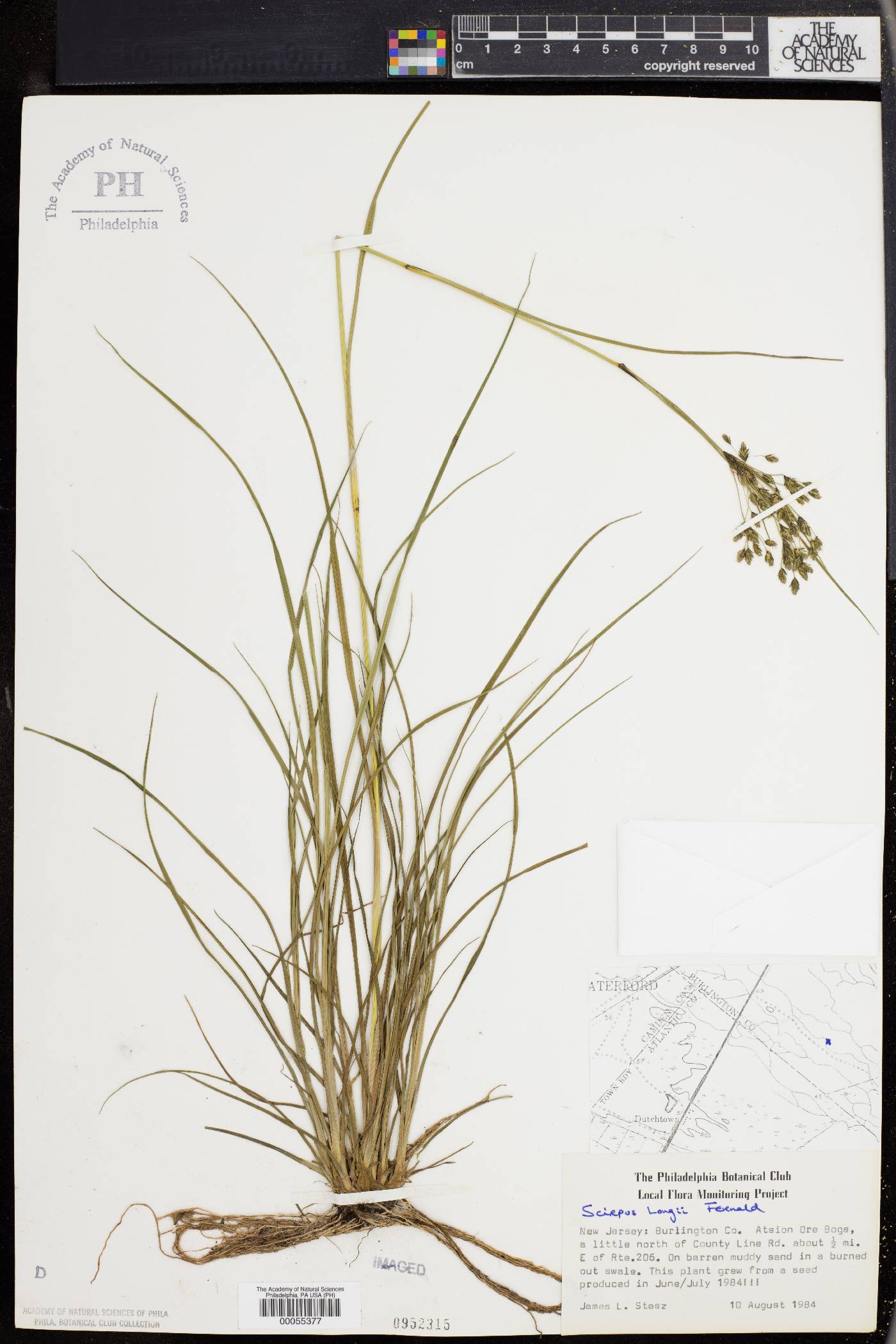 Scirpus longii image