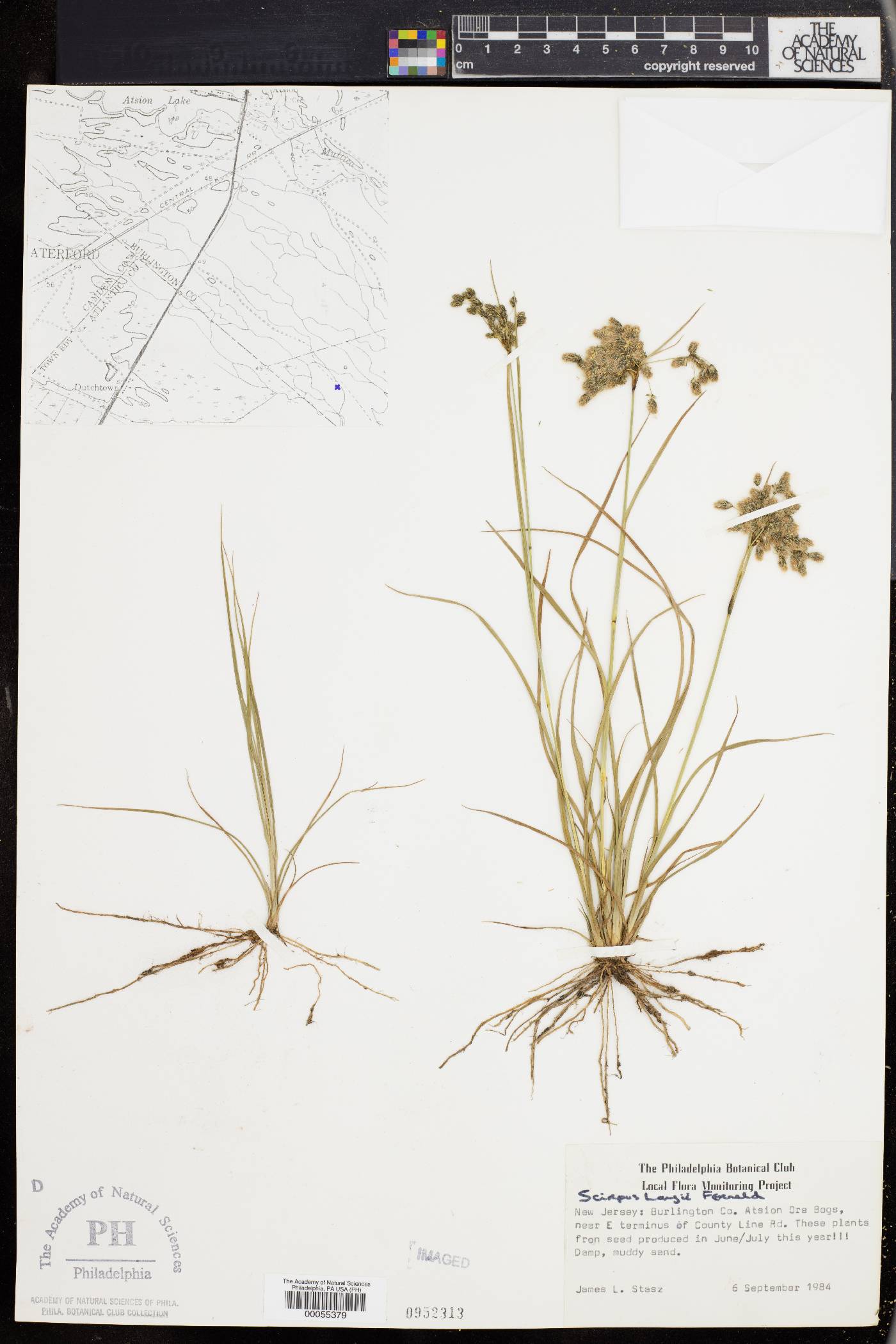 Scirpus longii image