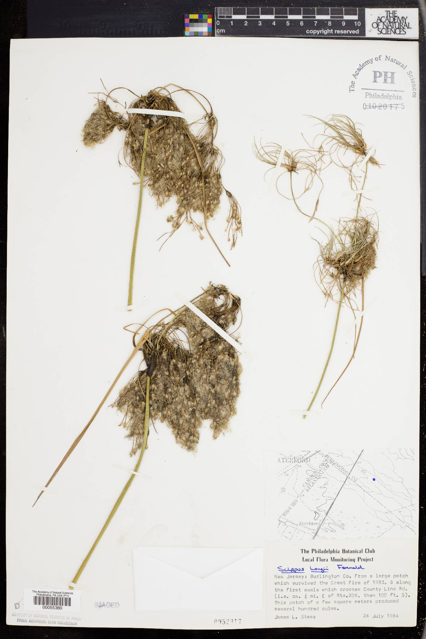 Scirpus longii image