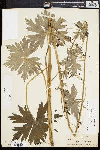 Image of Aconitum reclinatum