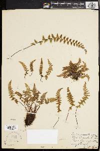 Asplenium bradleyi image