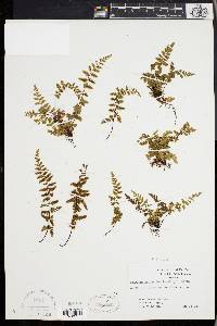 Asplenium bradleyi image