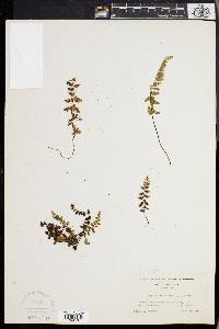 Asplenium bradleyi image