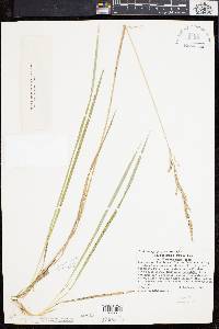 Image of Calamagrostis pickeringii