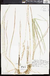 Calamagrostis pickeringii image