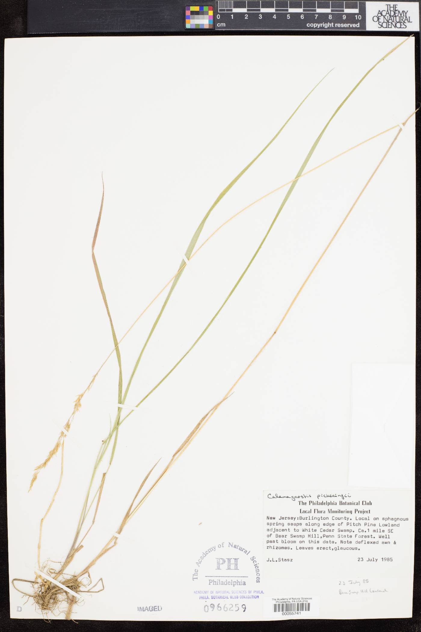 Calamagrostis pickeringii image