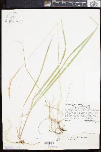 Calamagrostis pickeringii image