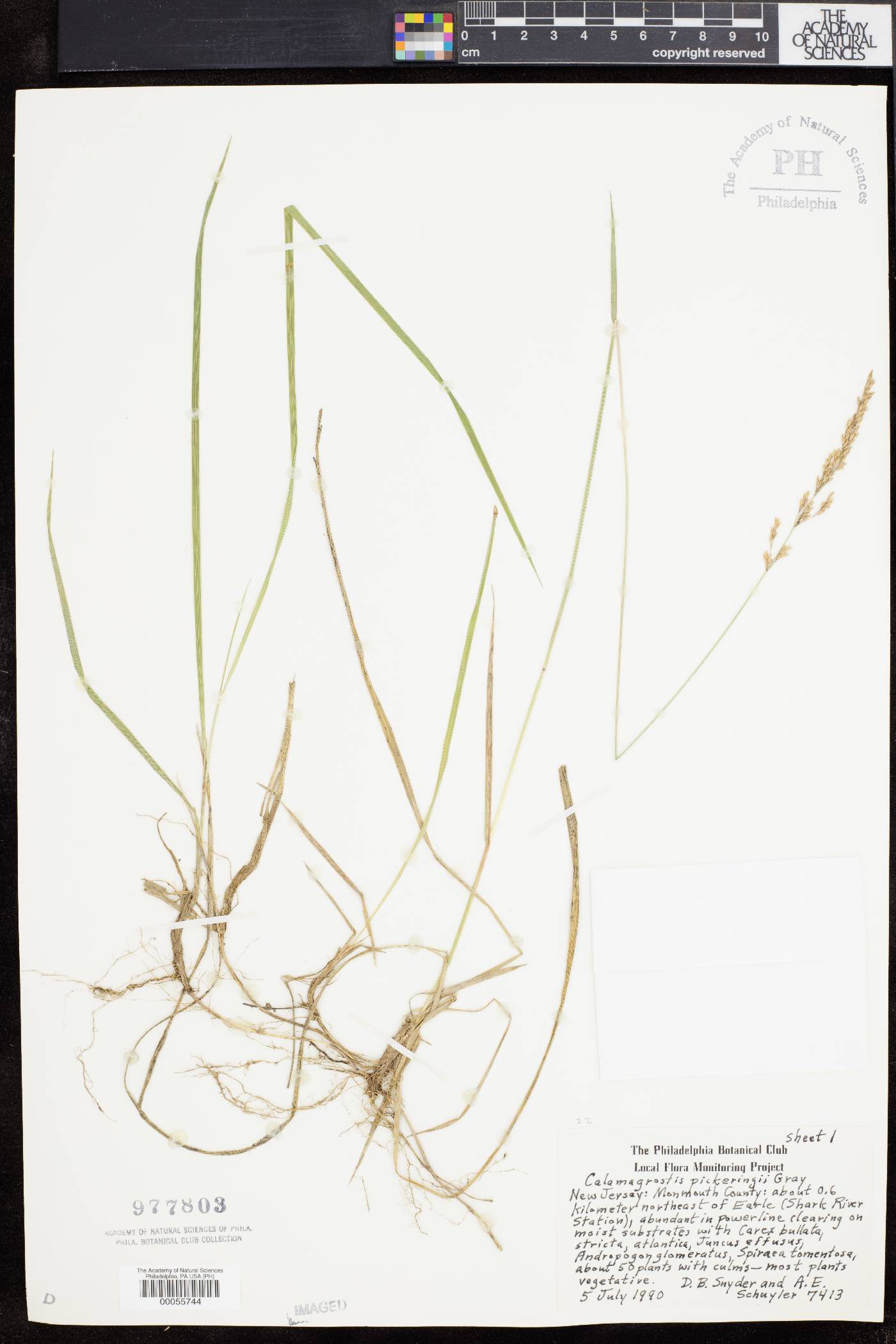 Calamagrostis pickeringii image