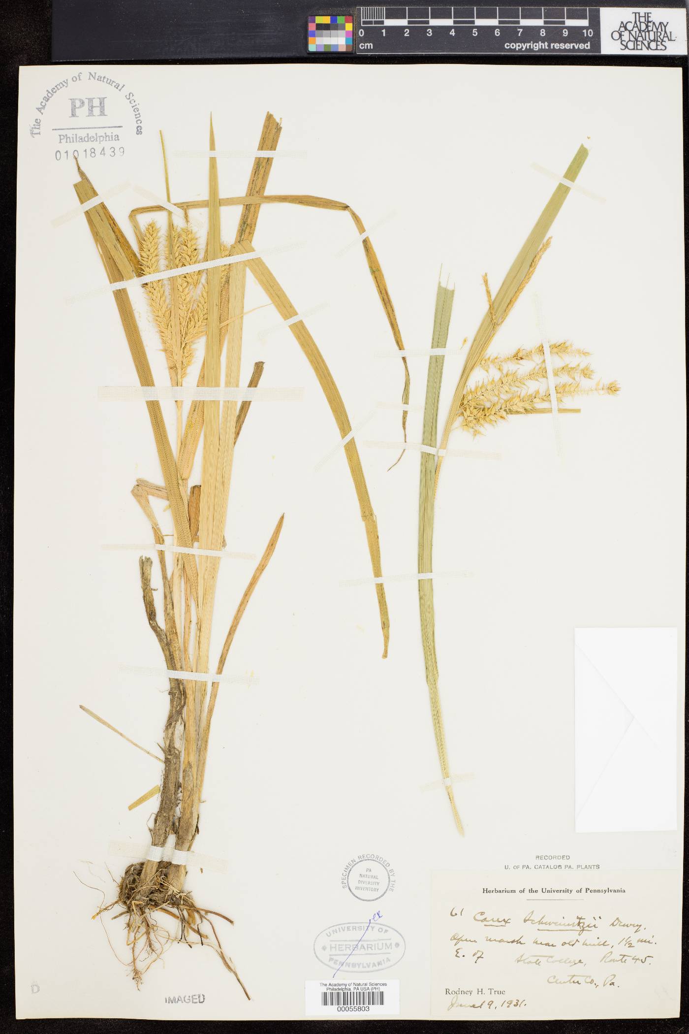 Carex schweinitzii image