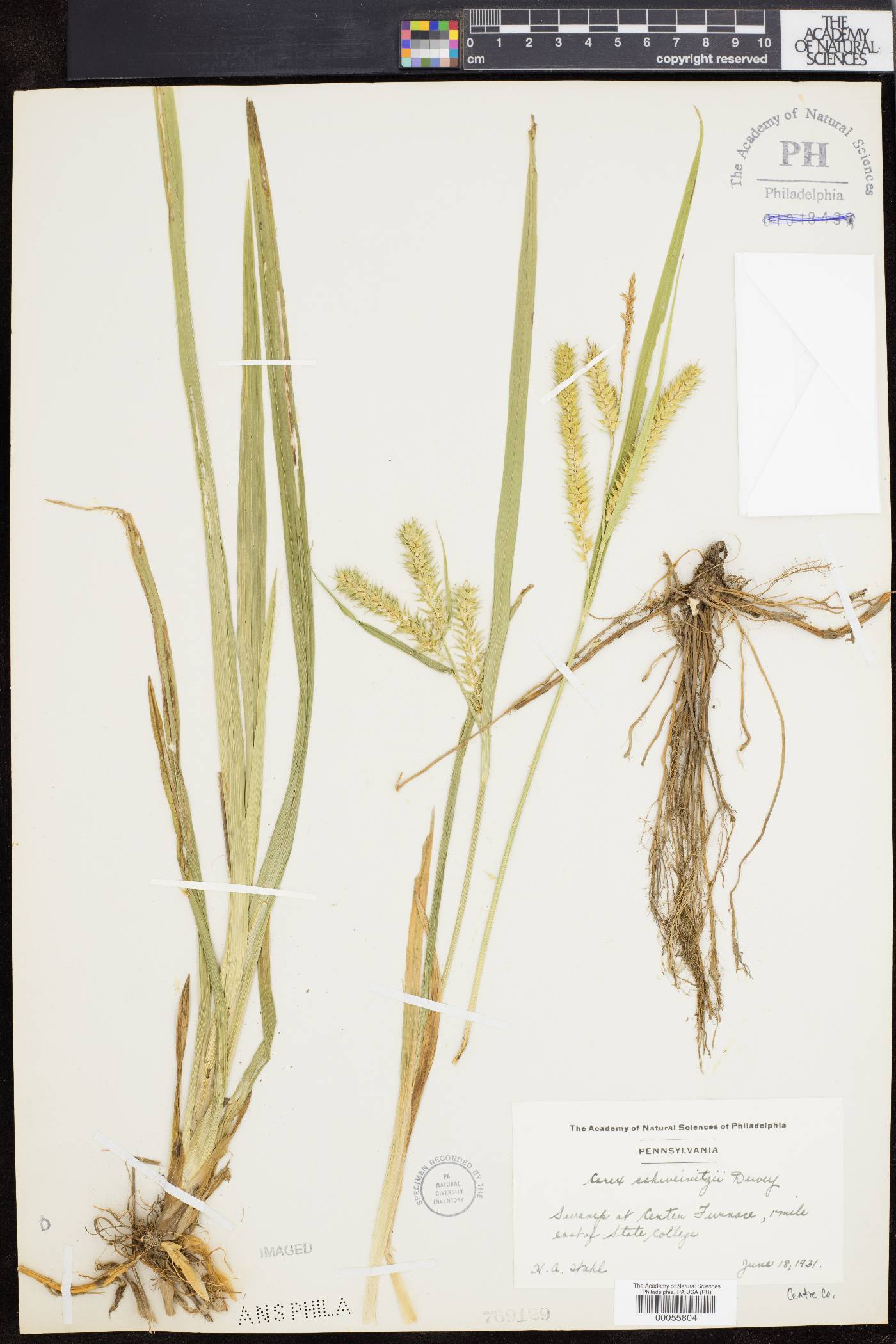 Carex schweinitzii image