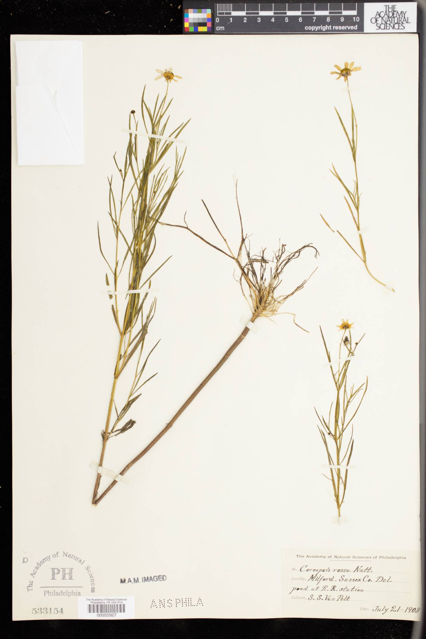 Coreopsis rosea image