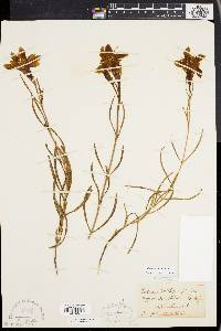 Gentiana porphyrio image