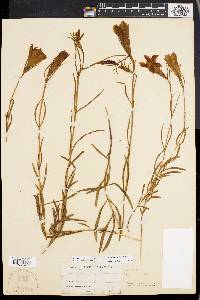 Gentiana autumnalis image