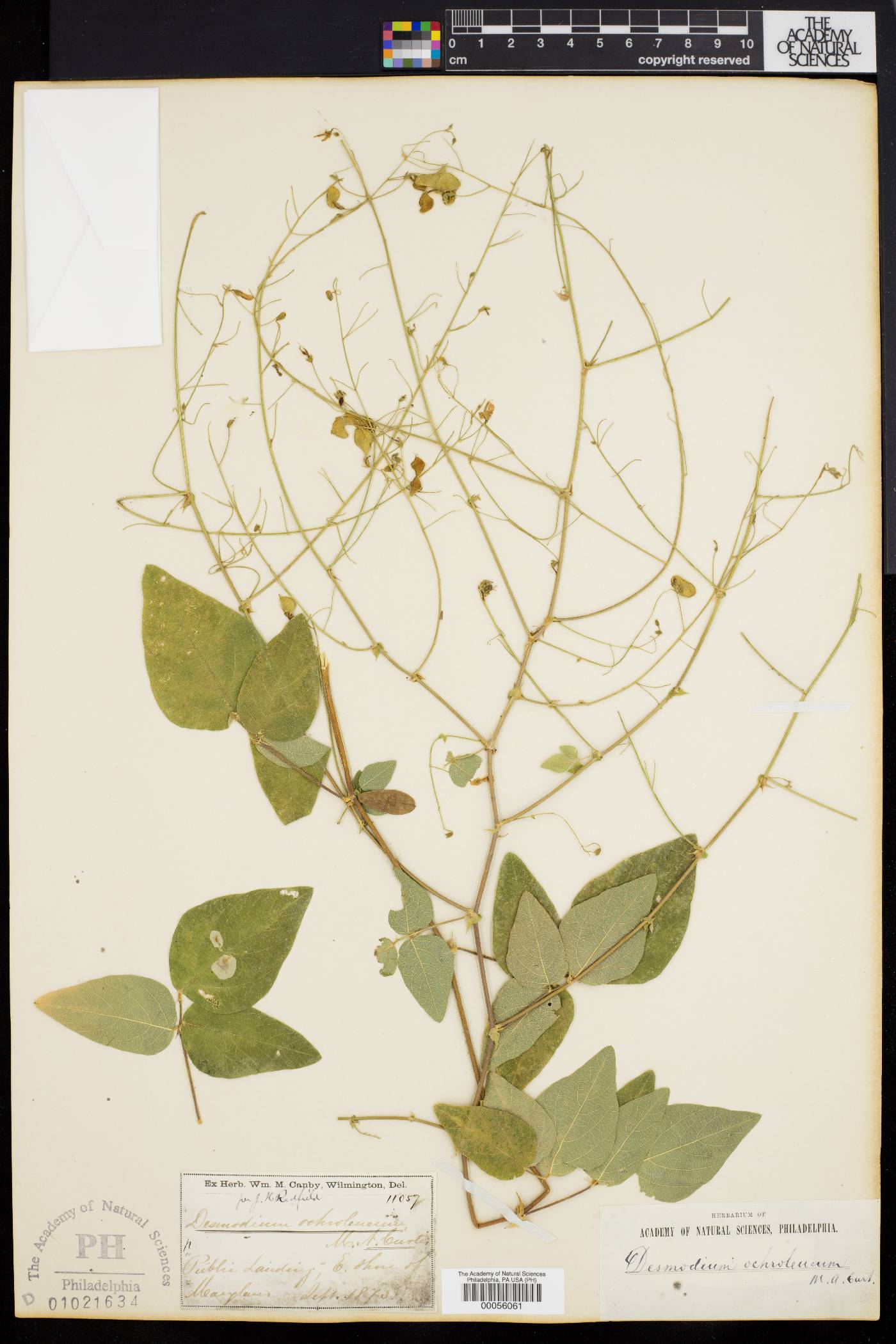 Desmodium ochroleucum image