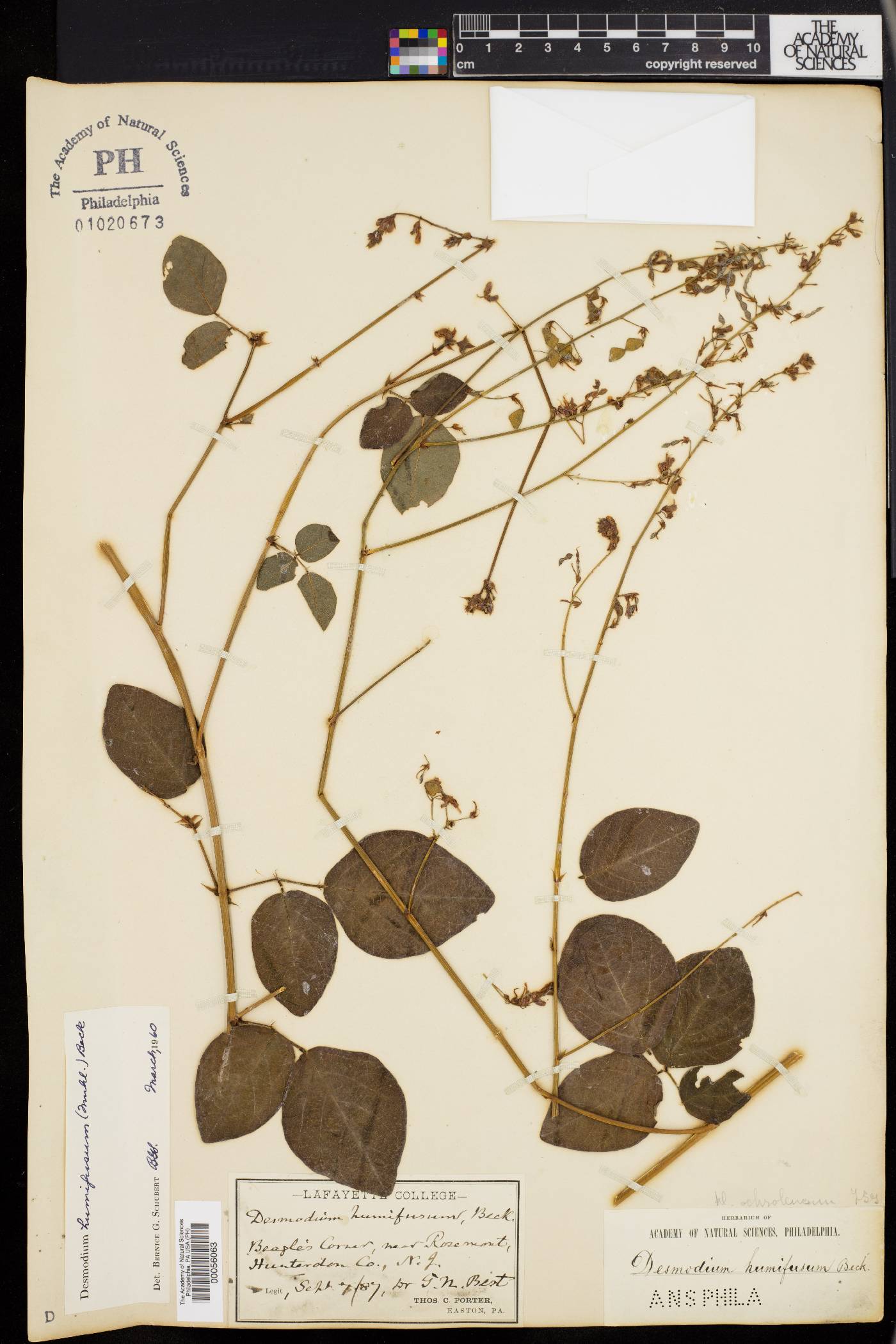 Desmodium ochroleucum image