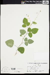 Desmodium ochroleucum image