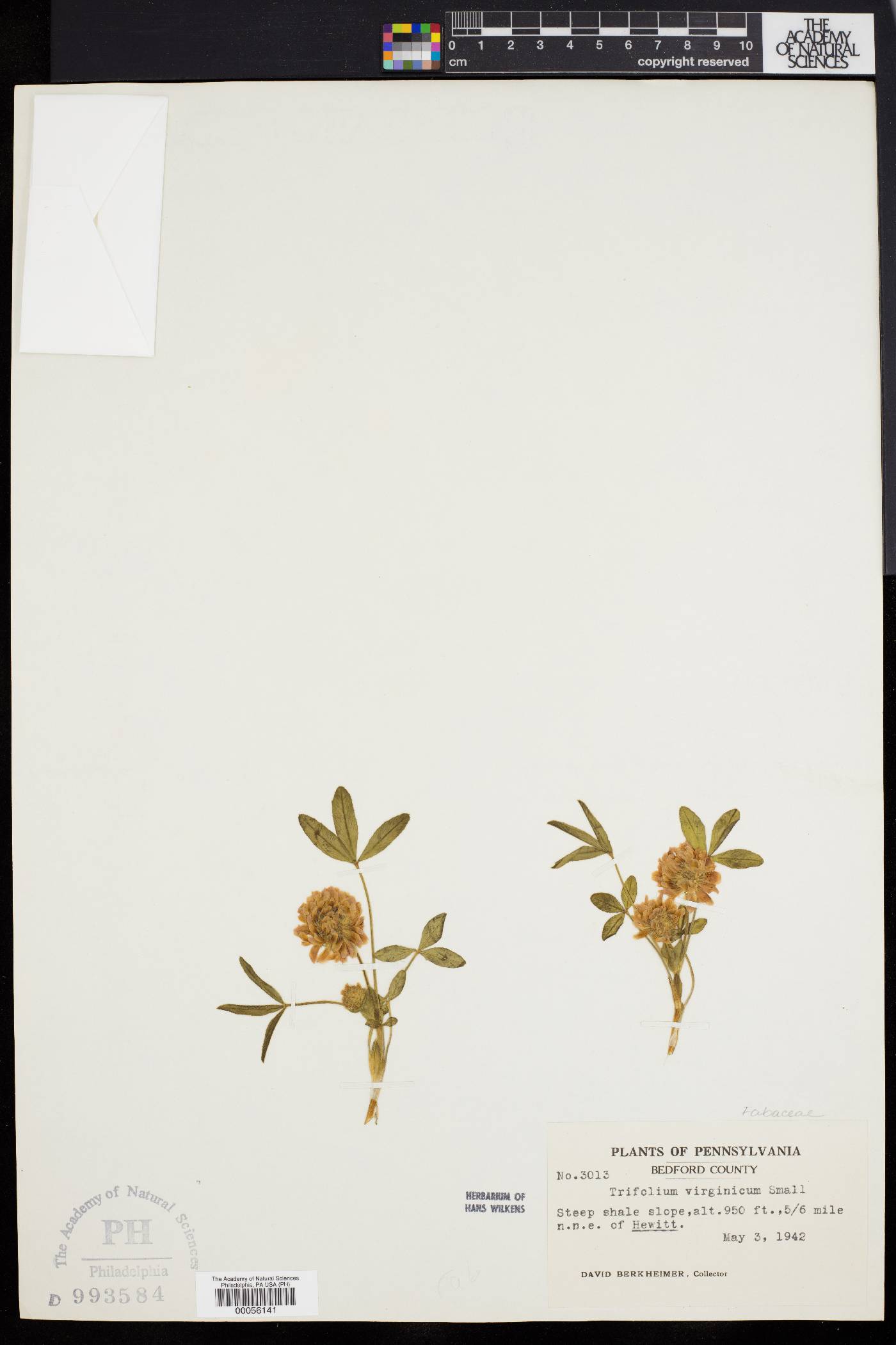 Trifolium virginicum image