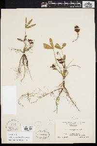 Trifolium virginicum image