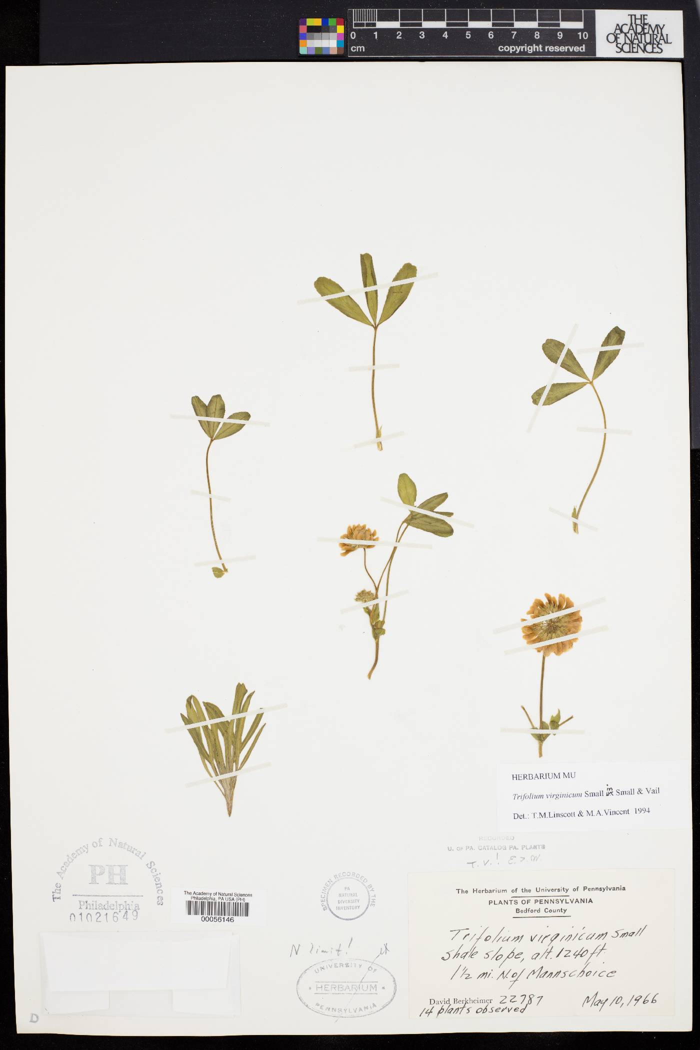 Trifolium virginicum image