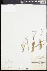 Eriocaulon parkeri image