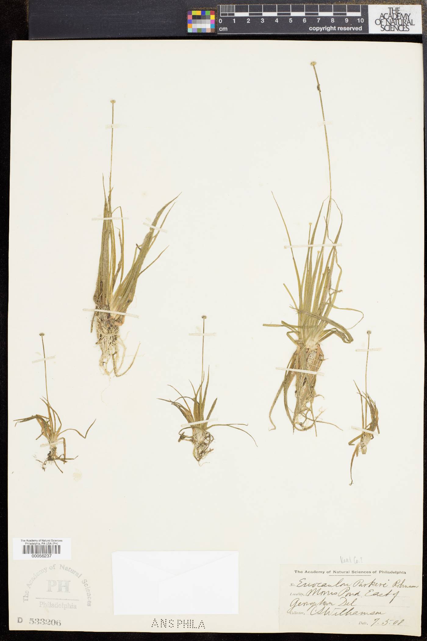 Eriocaulon parkeri image