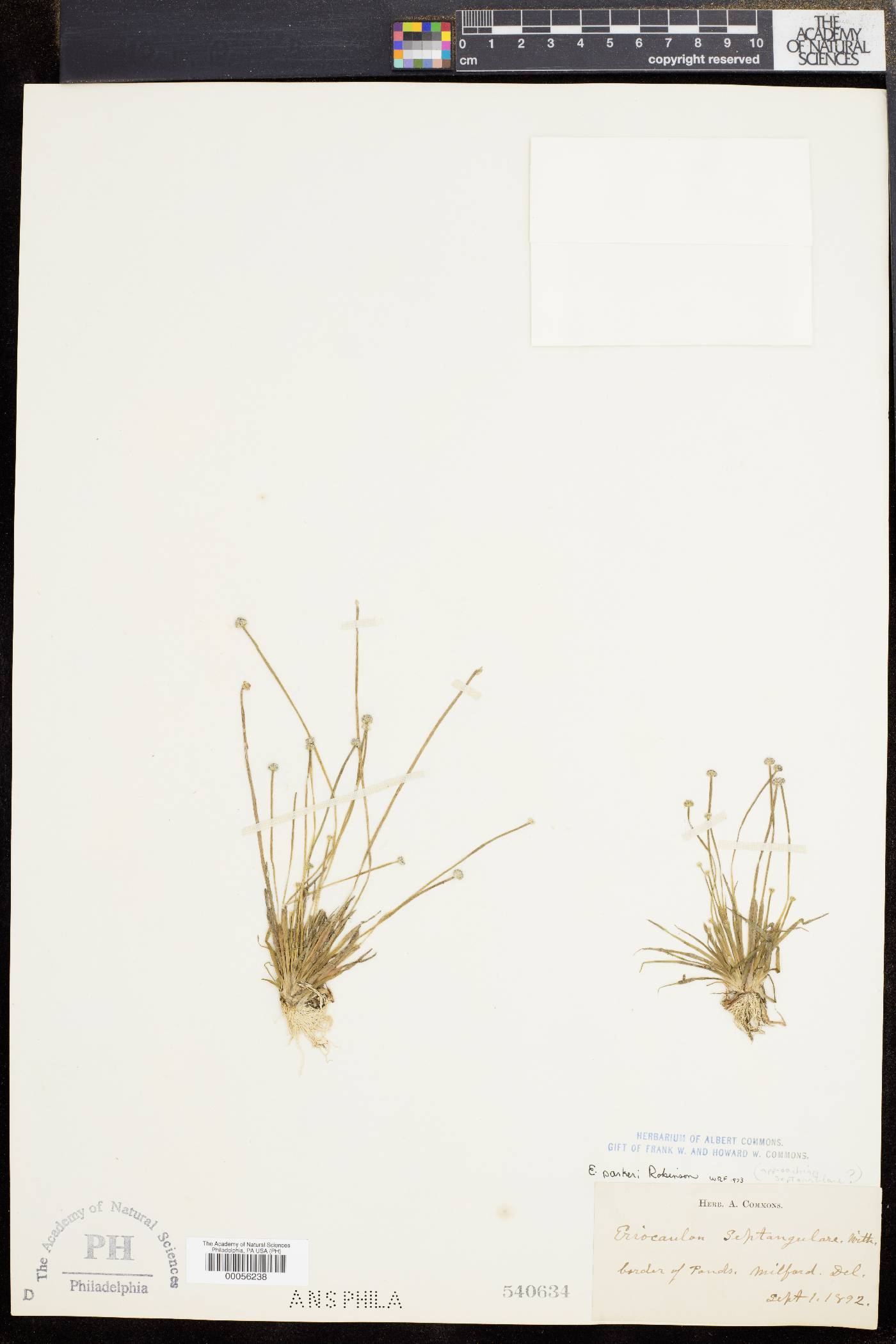 Eriocaulon parkeri image