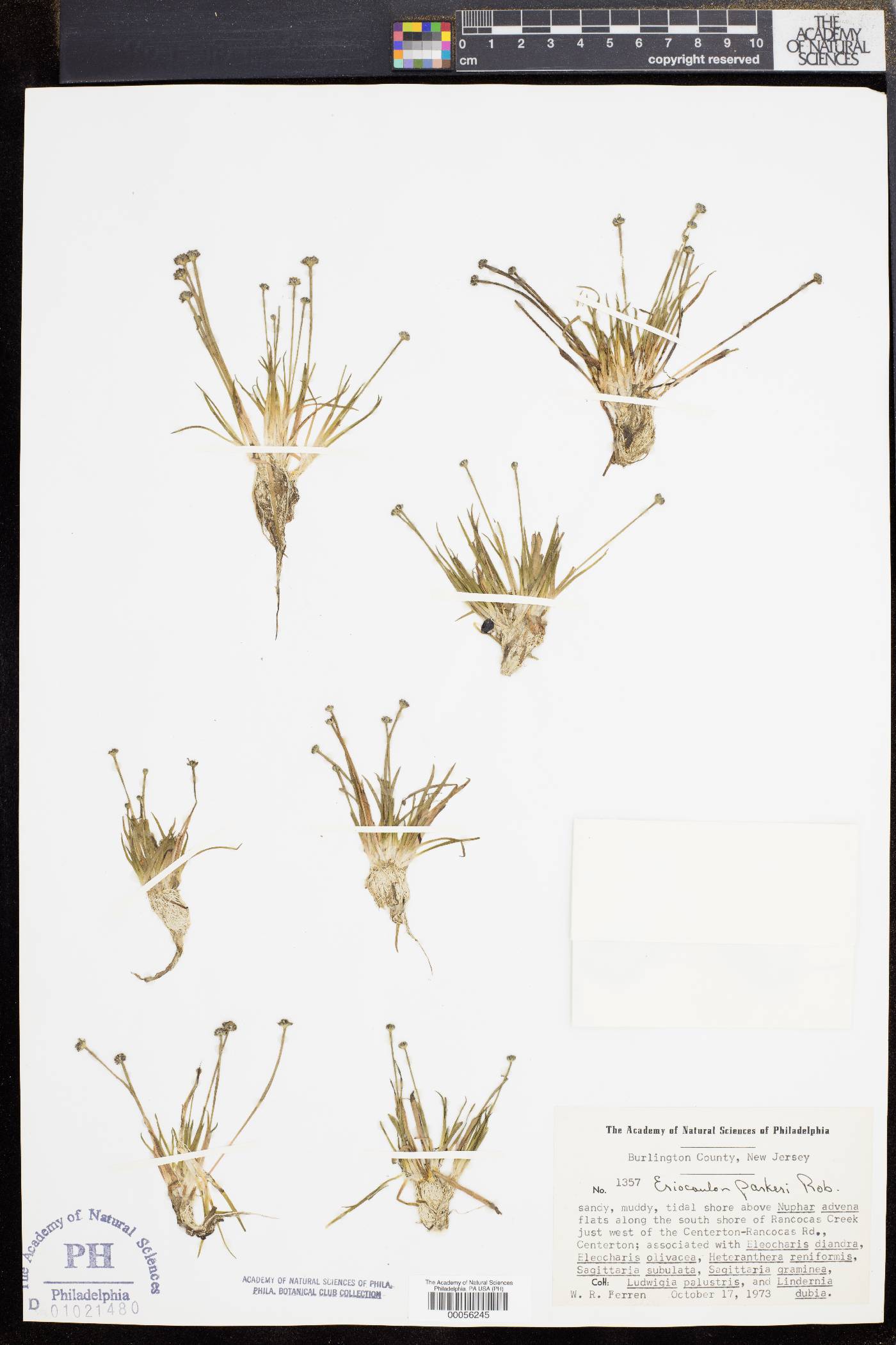 Eriocaulon parkeri image