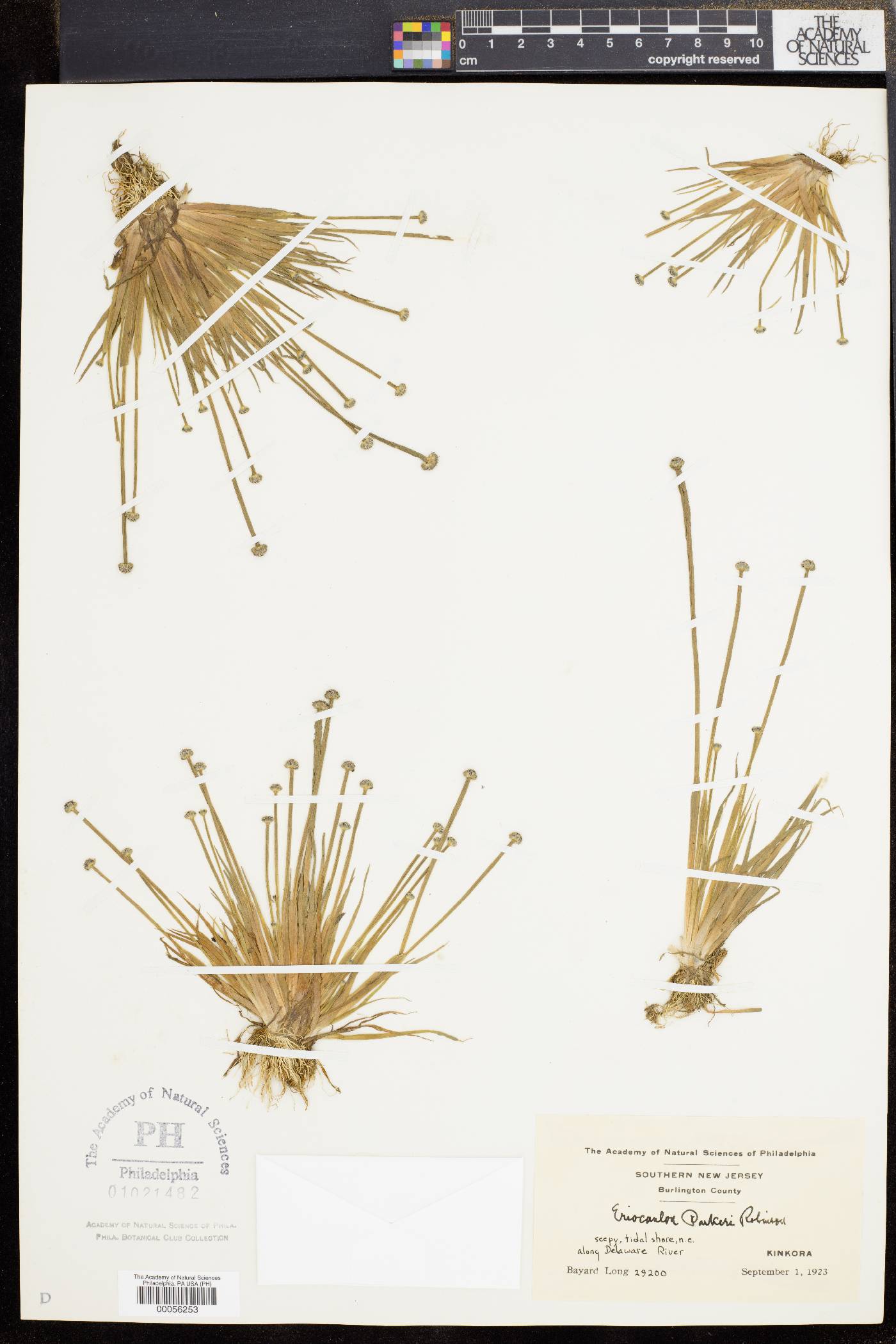 Eriocaulon parkeri image