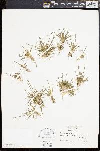 Eriocaulon parkeri image