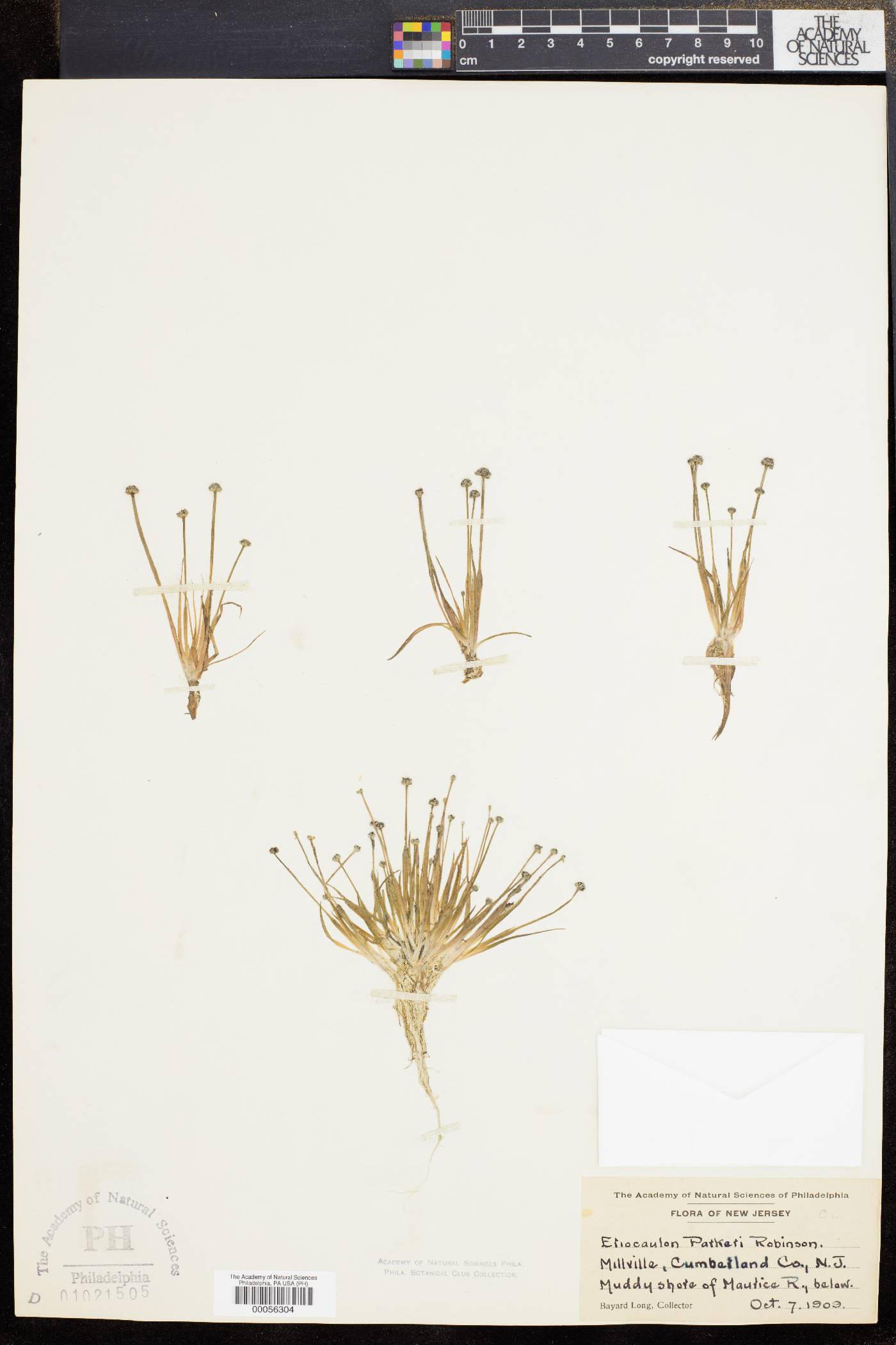 Eriocaulon parkeri image