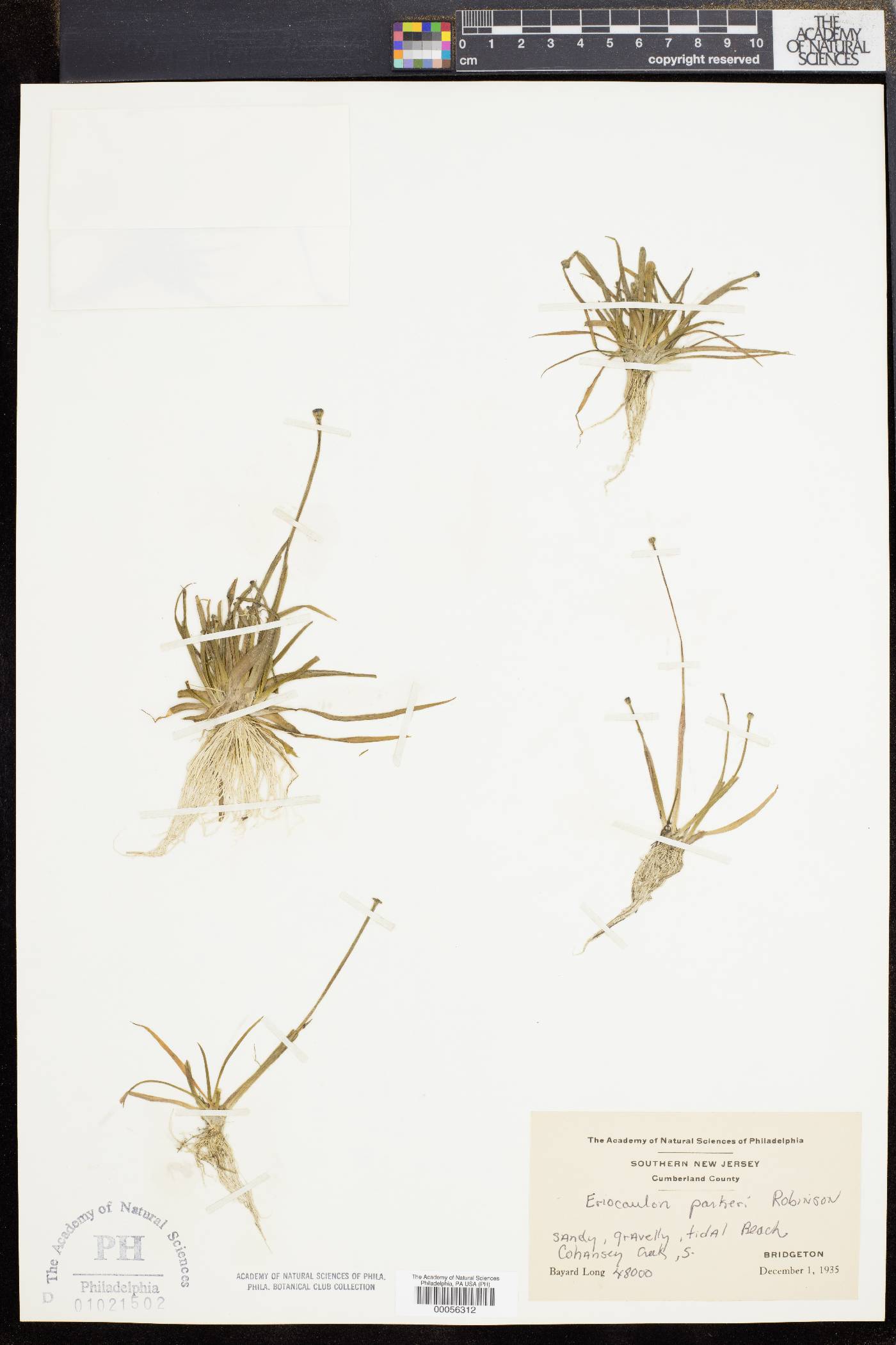 Eriocaulon parkeri image