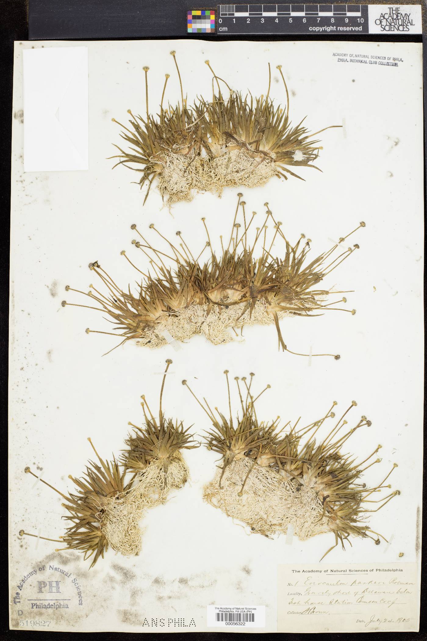 Eriocaulon parkeri image