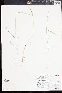 Poa paludigena image