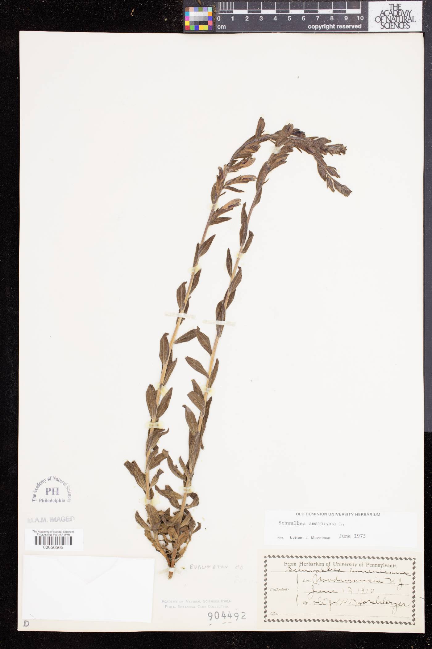 Schwalbea image