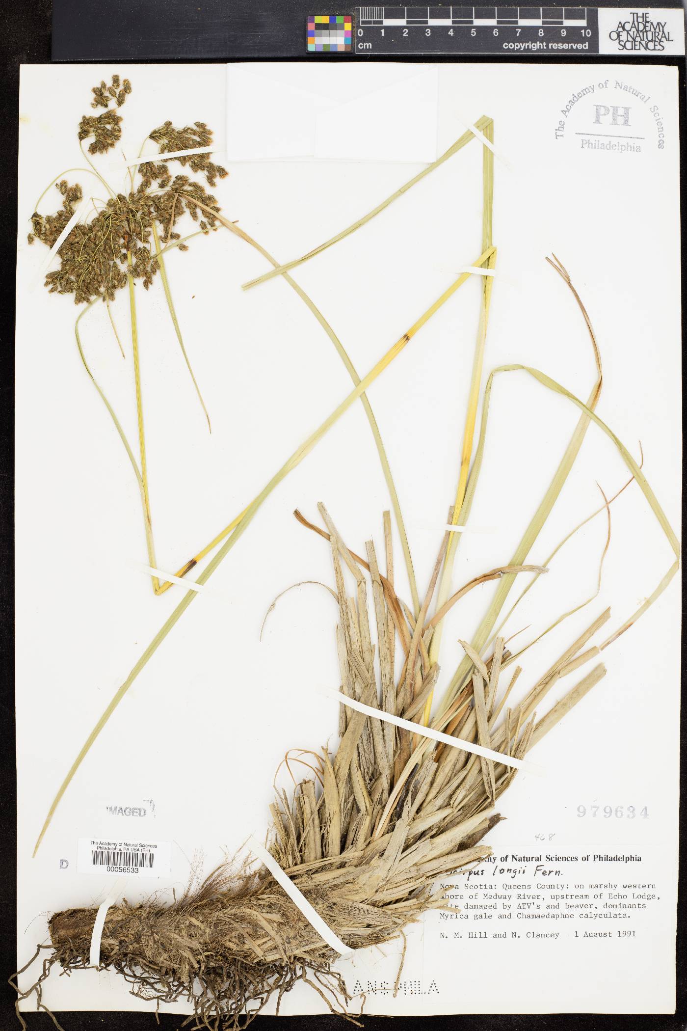 Scirpus longii image