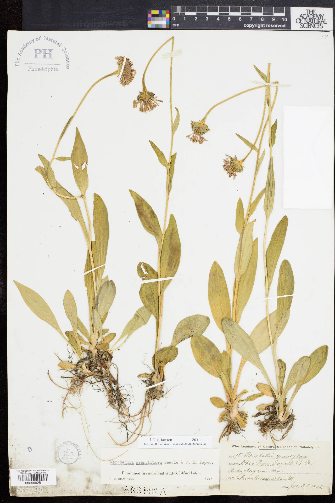 Marshallia grandiflora image