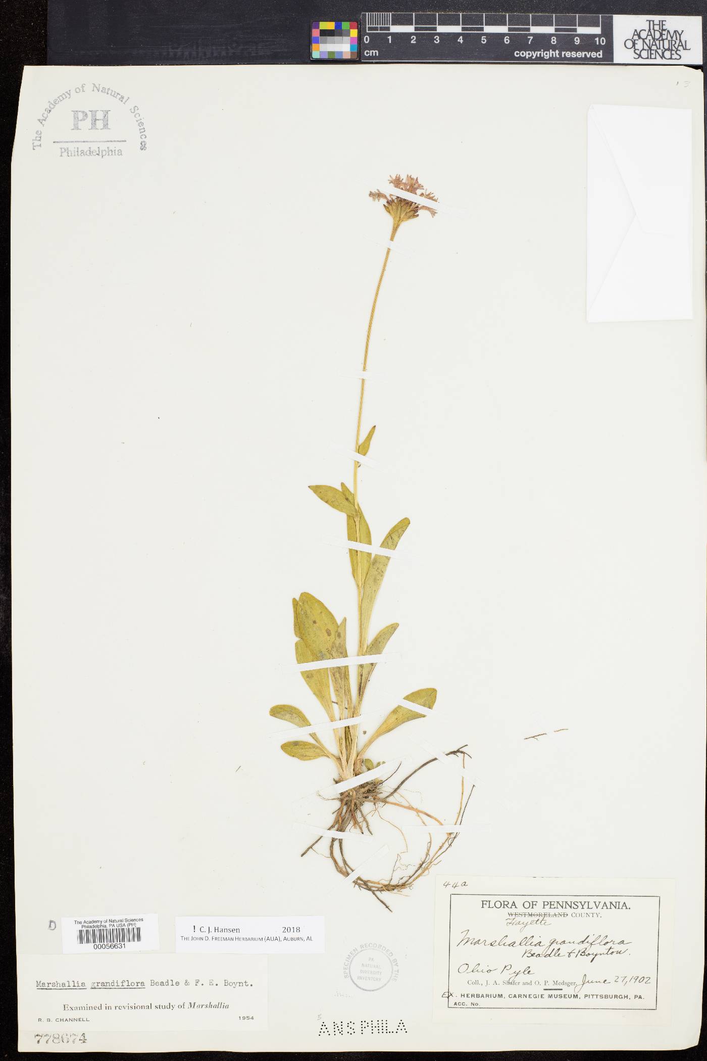 Marshallia grandiflora image