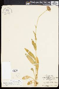 Marshallia grandiflora image