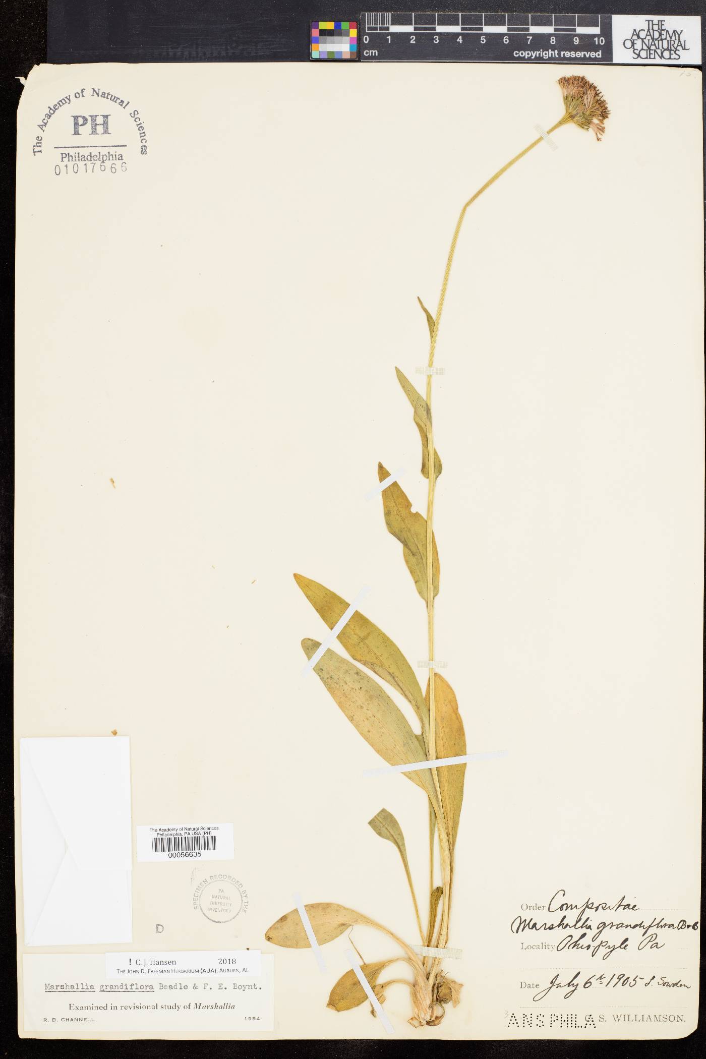 Marshallia grandiflora image