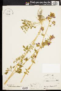 Polemonium van-bruntiae image