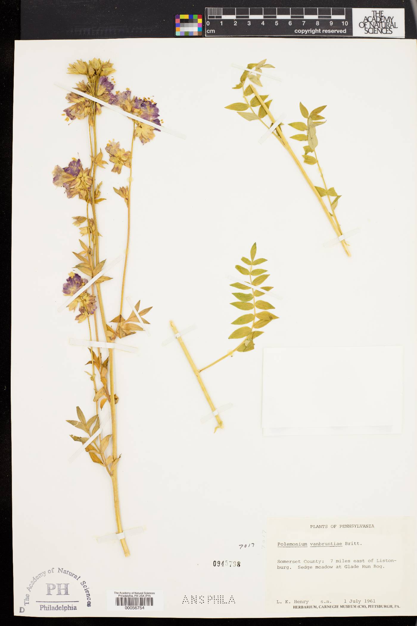 Polemonium vanbruntiae image