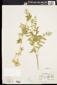 Polemonium van-bruntiae image