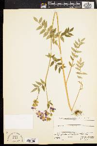 Polemonium vanbruntiae image