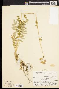 Polemonium van-bruntiae image