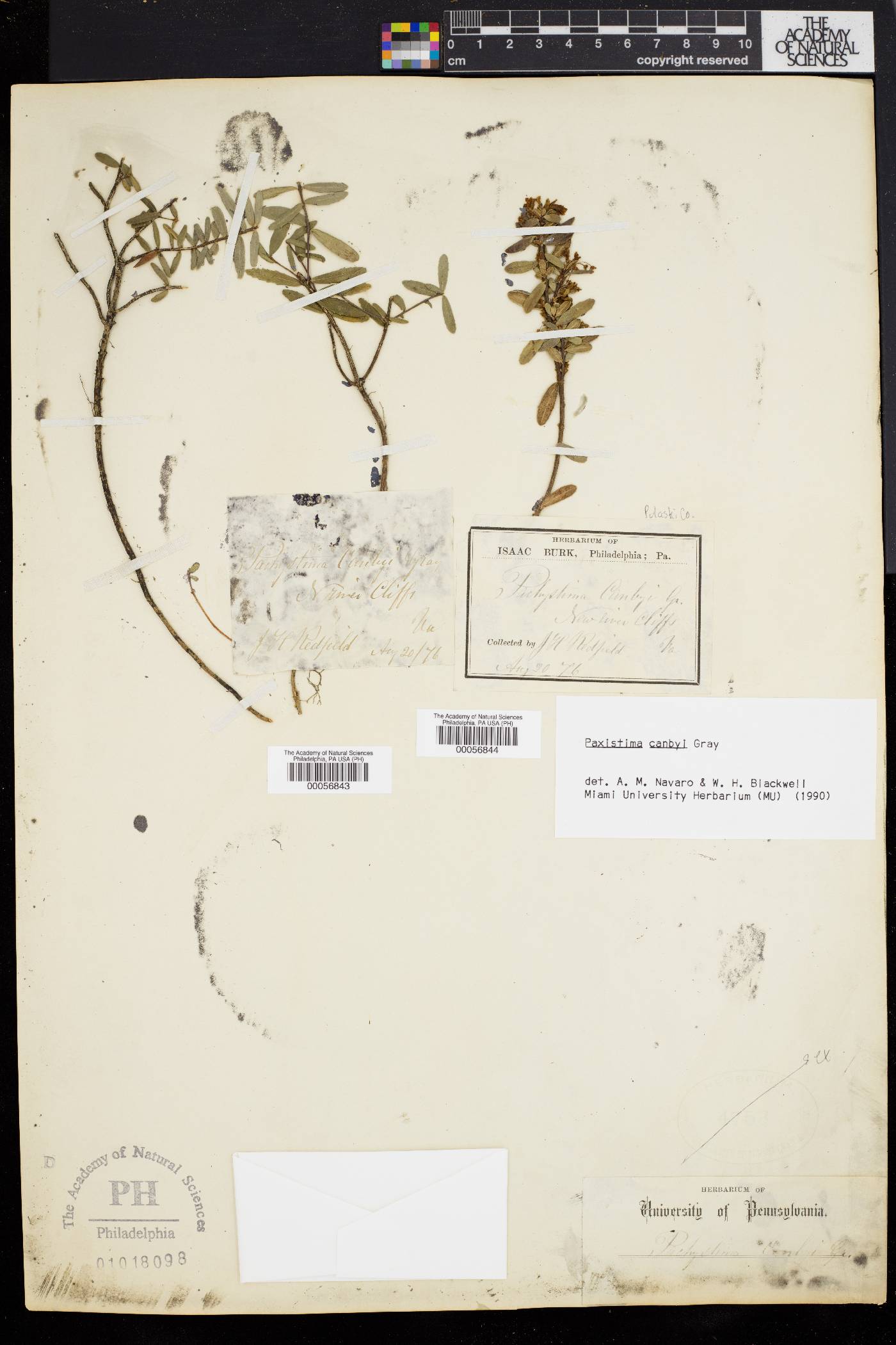 Paxistima canbyi image