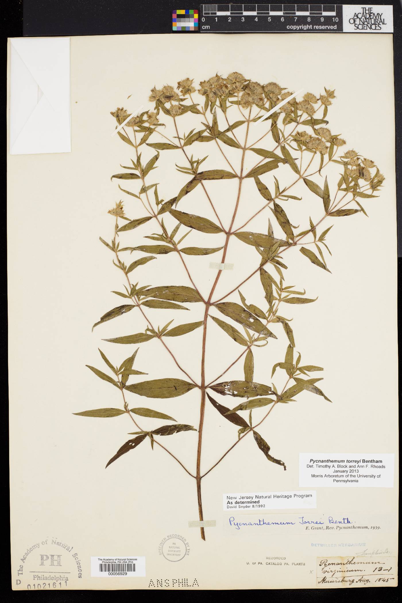 Pycnanthemum torreyi image